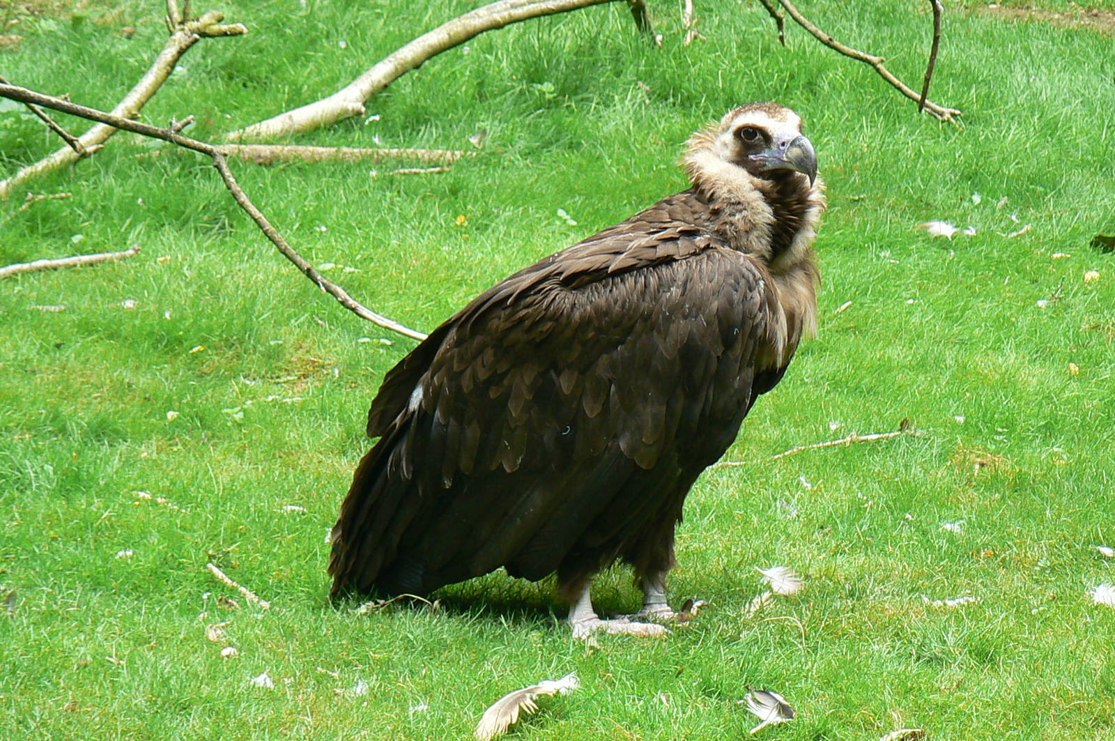 Vultures' pit - Cinereous vulture