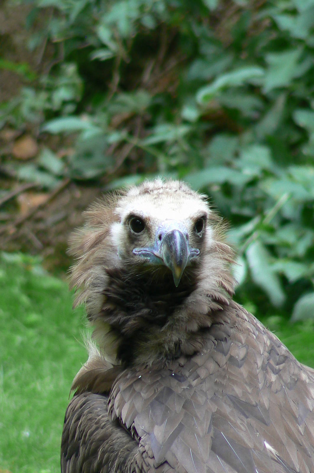 Vultures' pit - Cinereous vulture