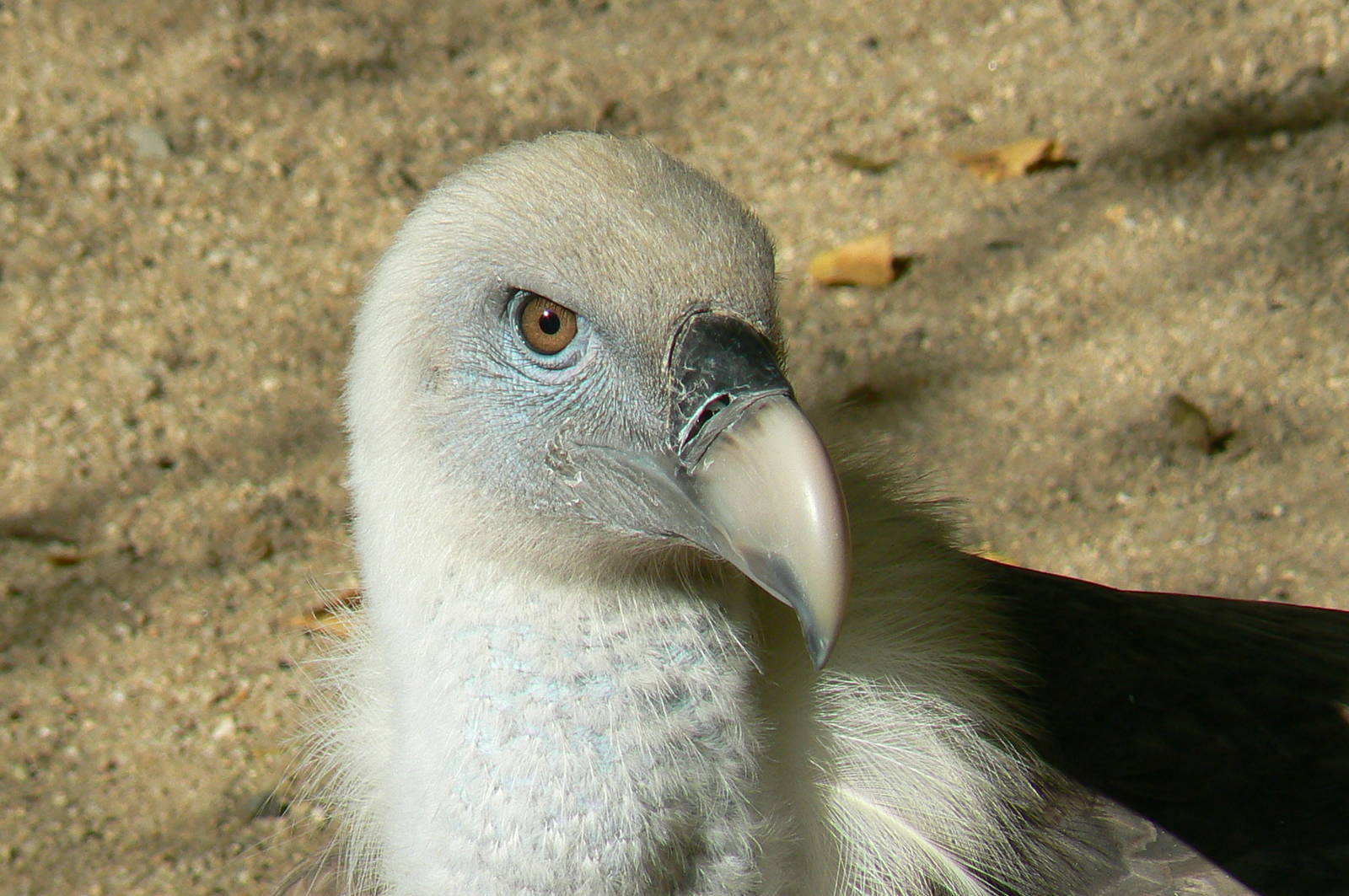 Vultures' pit - Griffon vulture
