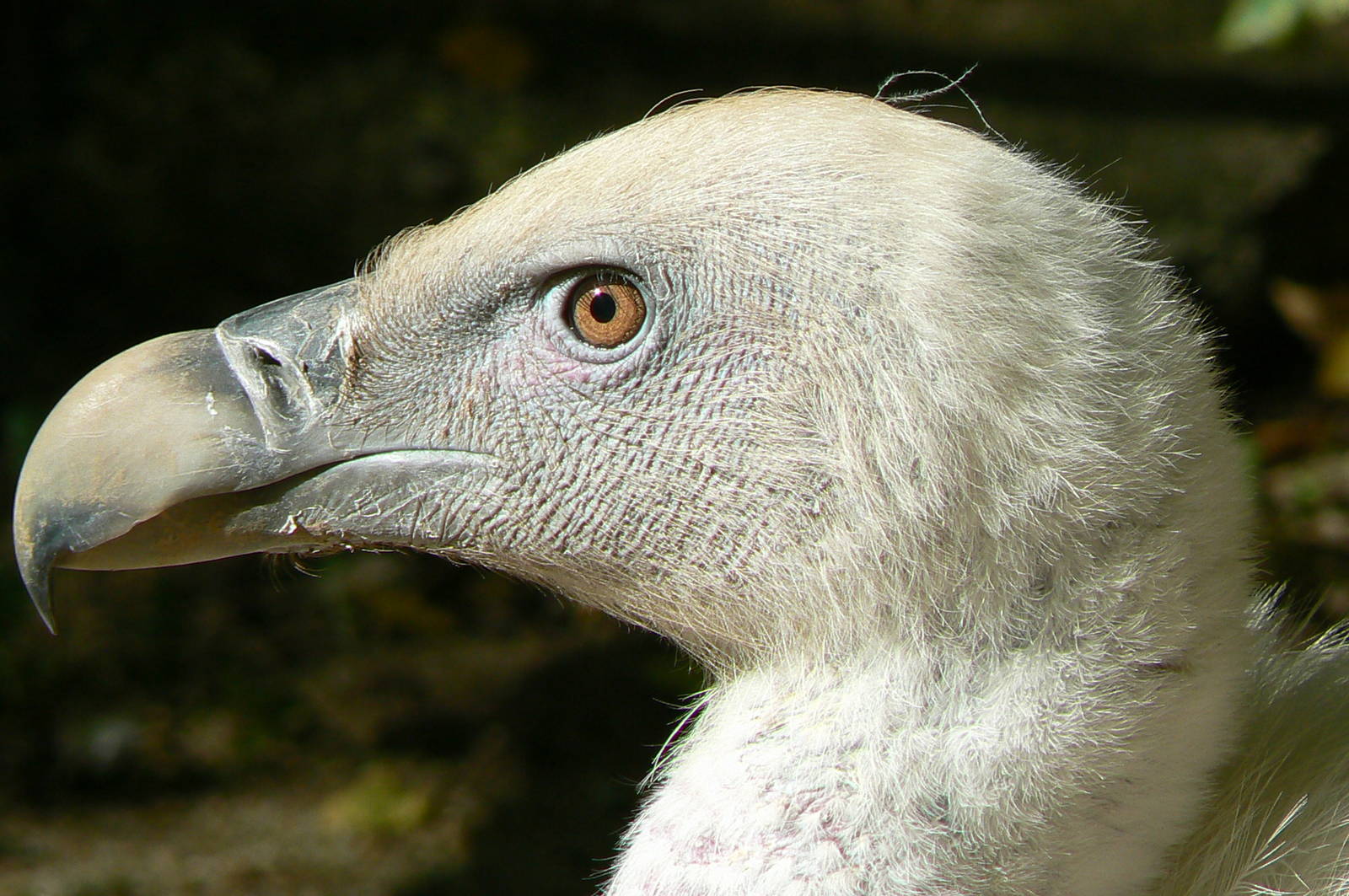 Vultures' pit - Griffon vulture