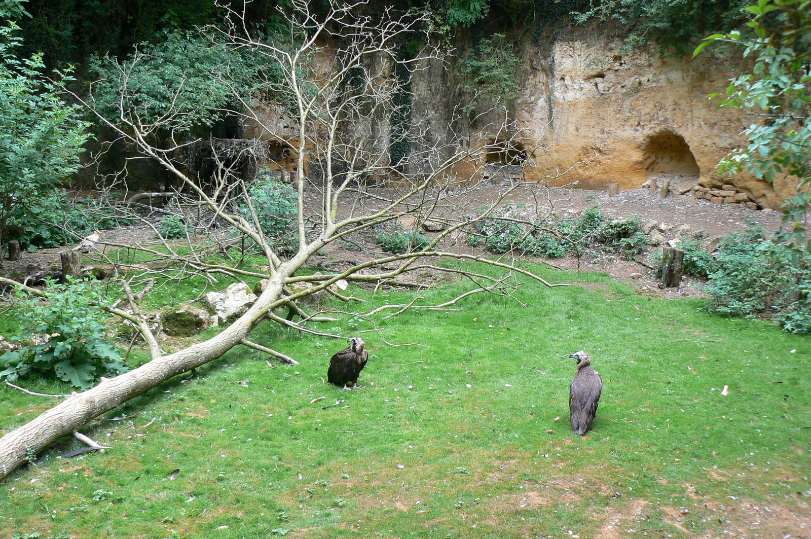 Vultures' pit - nests area in th back