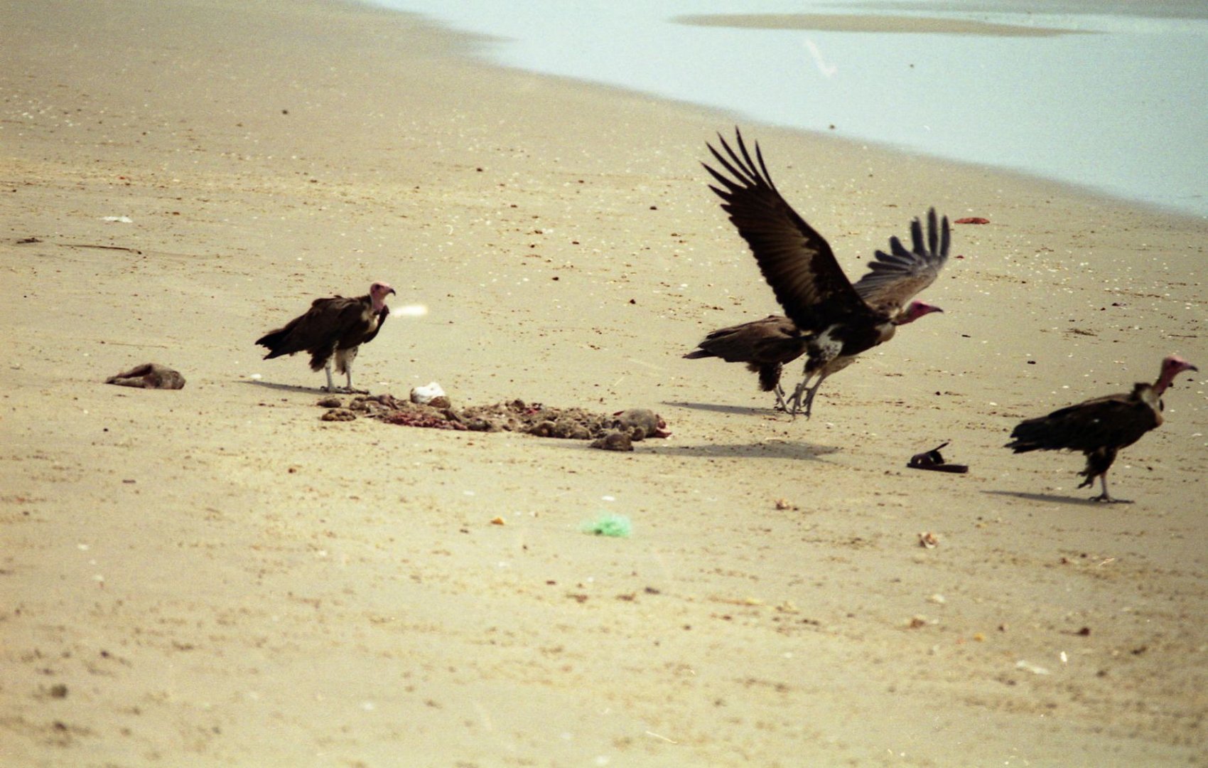 Vultures, The Gambia 1996