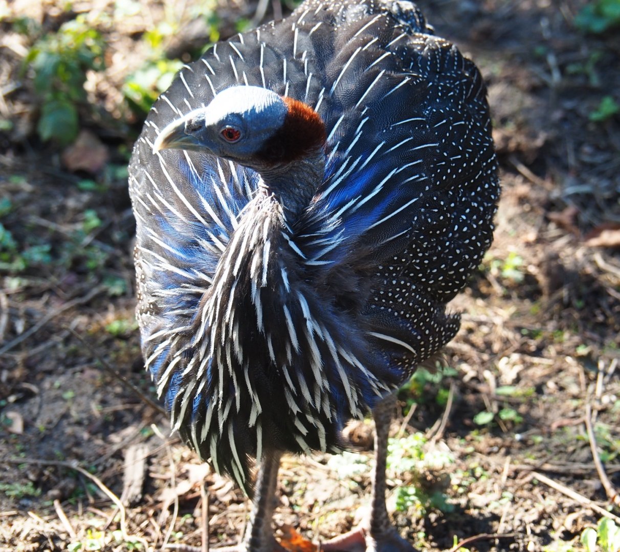 Vulturine guinea fowl (Acryllium vulturinum), Sep 2nd, 2018