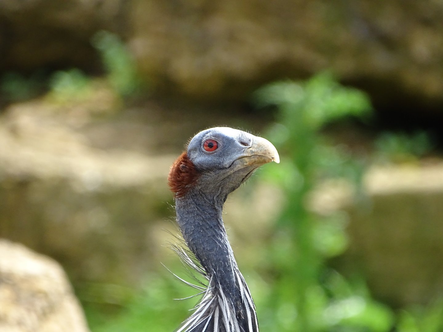 Vulturine guinea fowl (Acryllium vulturinum)