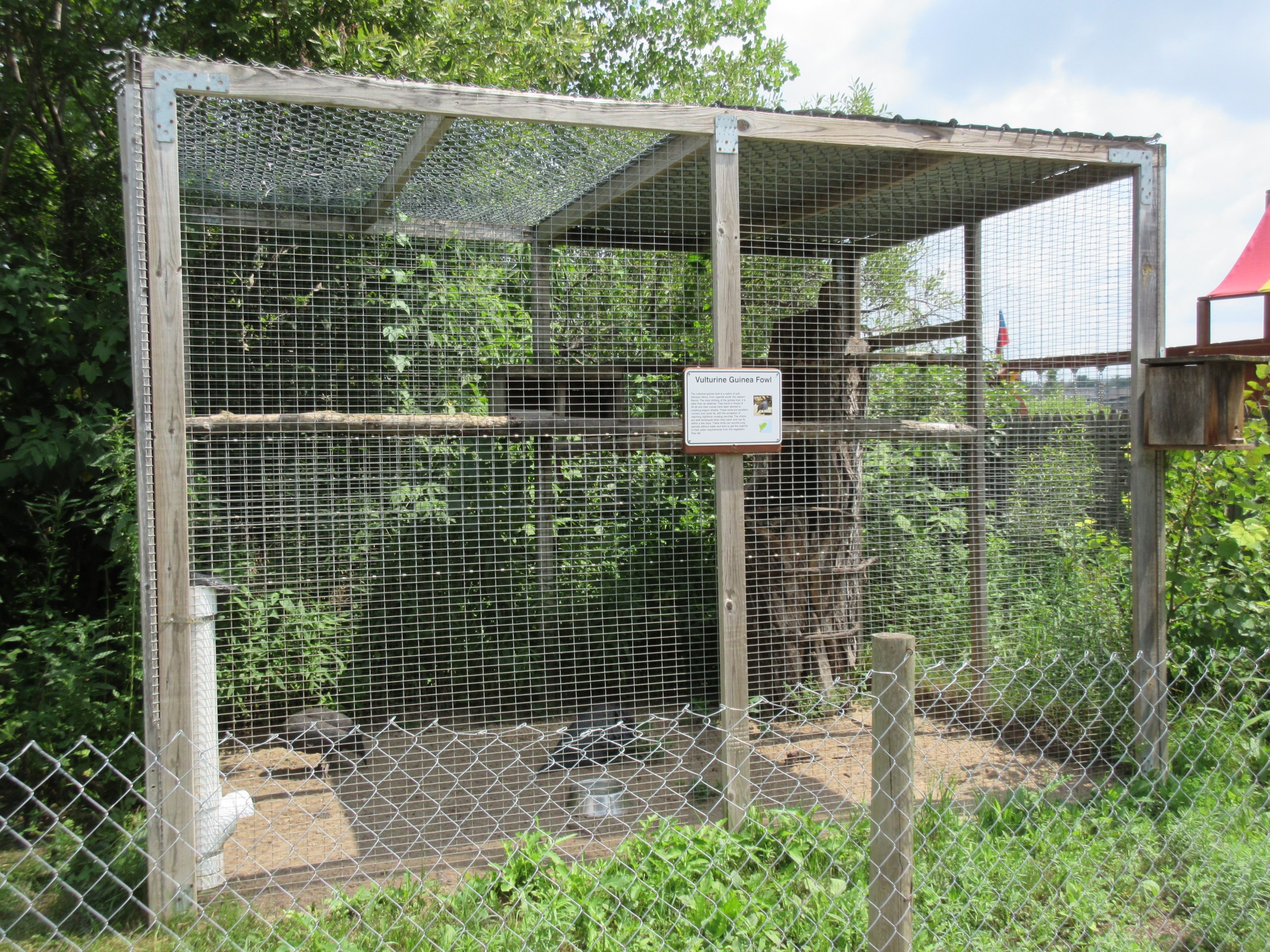 Vulturine Guinea Fowl Exhibit