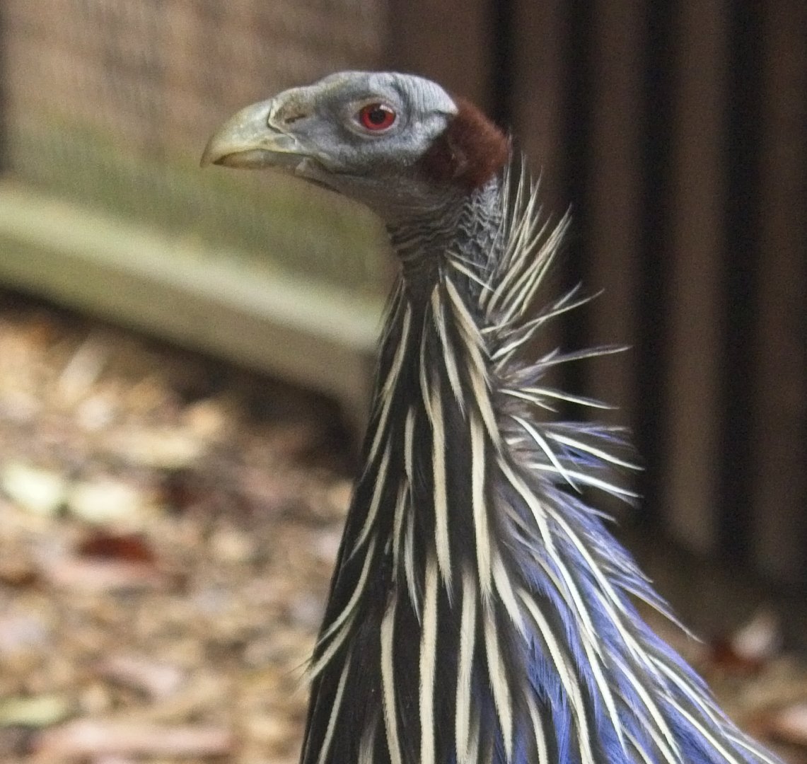 Vulturine Guinea Fowl