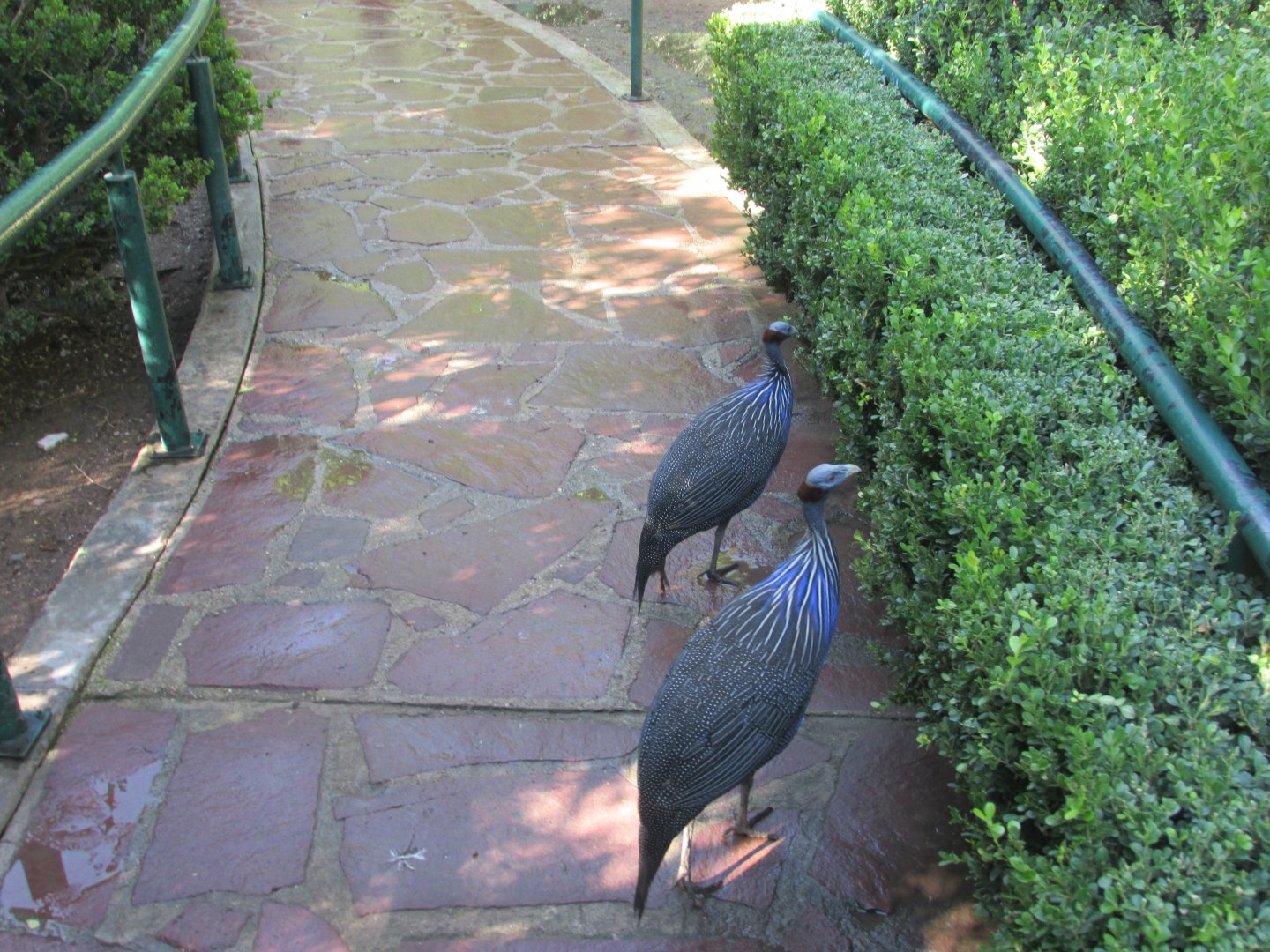 VULTURINE GUINEA FOWL