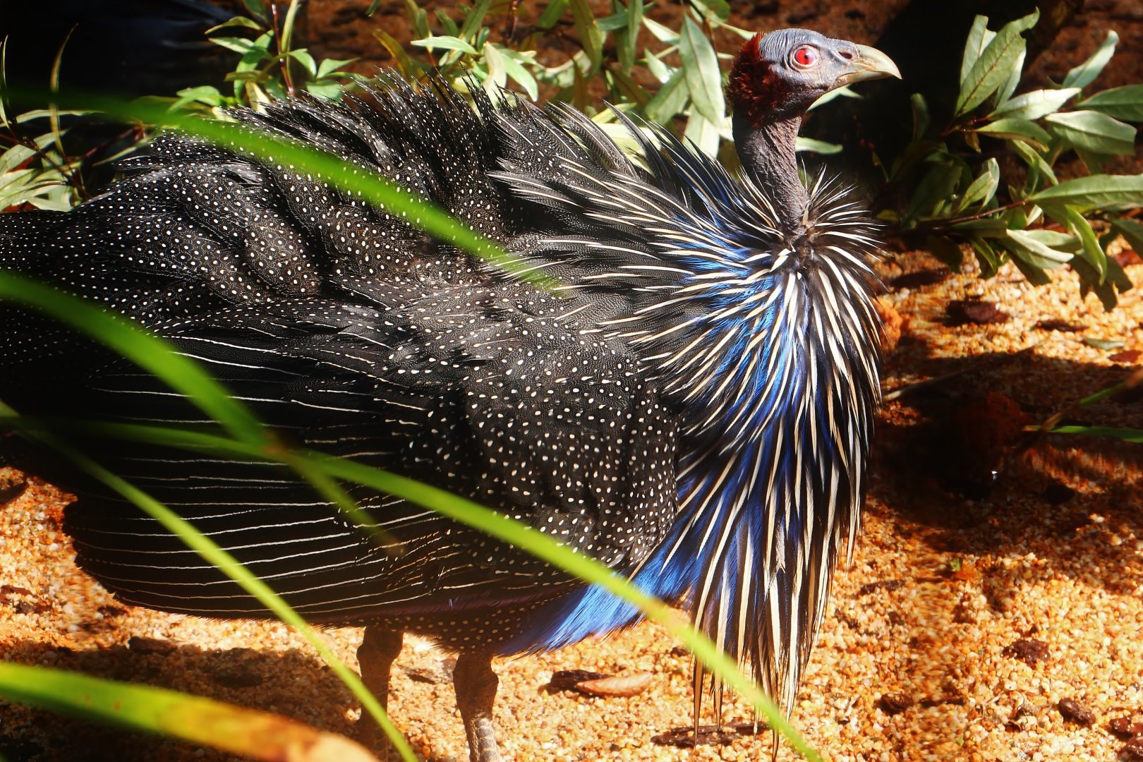Vulturine Guinea Fowl