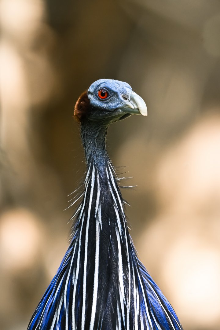 Vulturine guinea fowl
