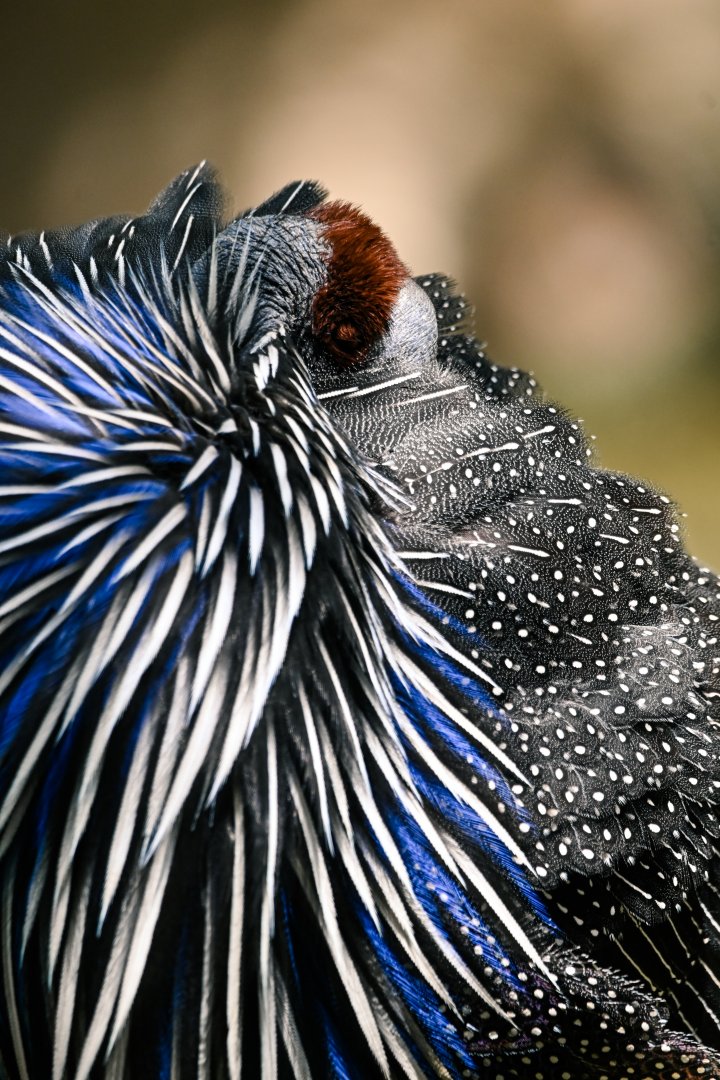 Vulturine guinea fowl