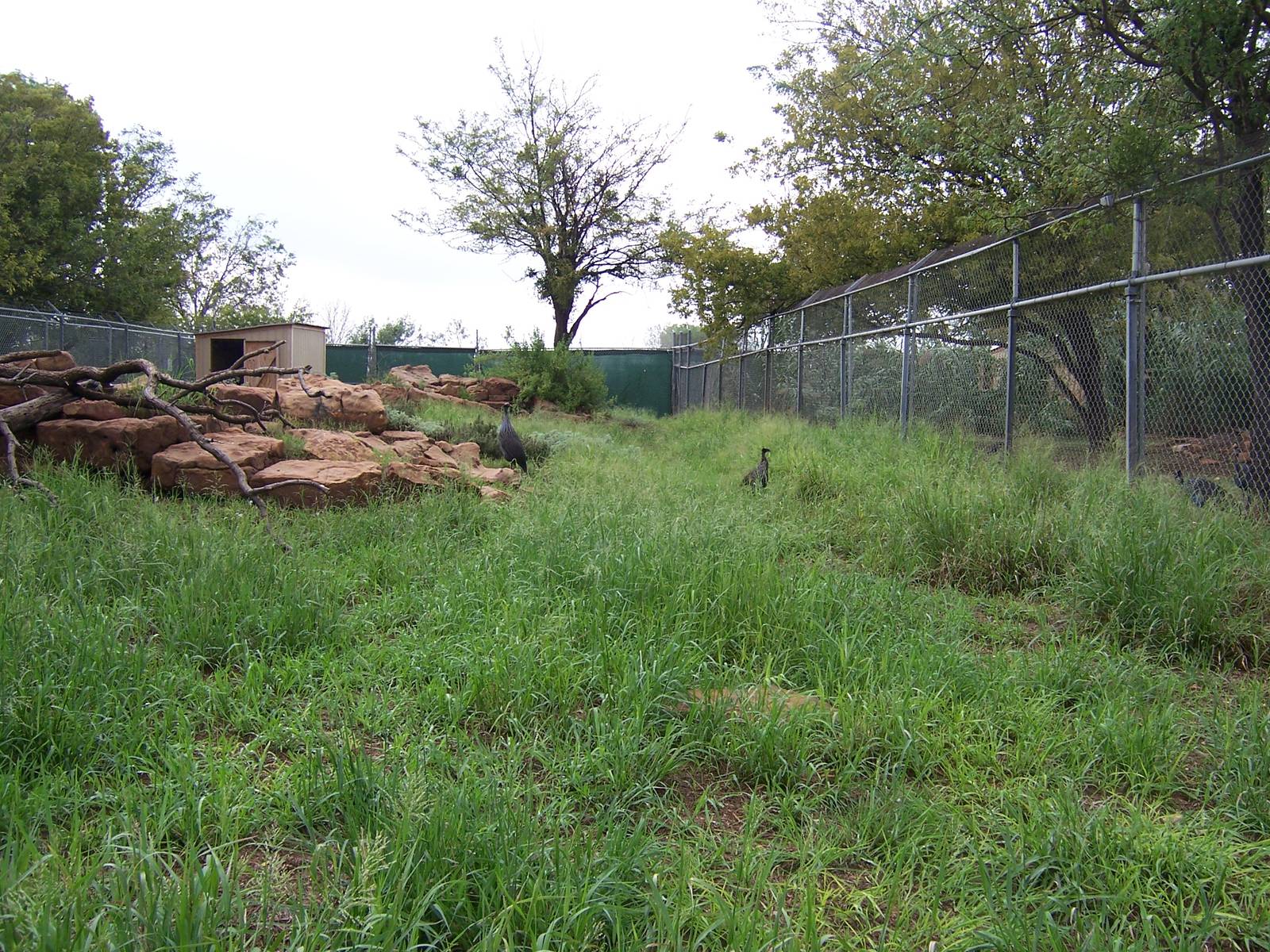 Vulturine Guinea Fowl
