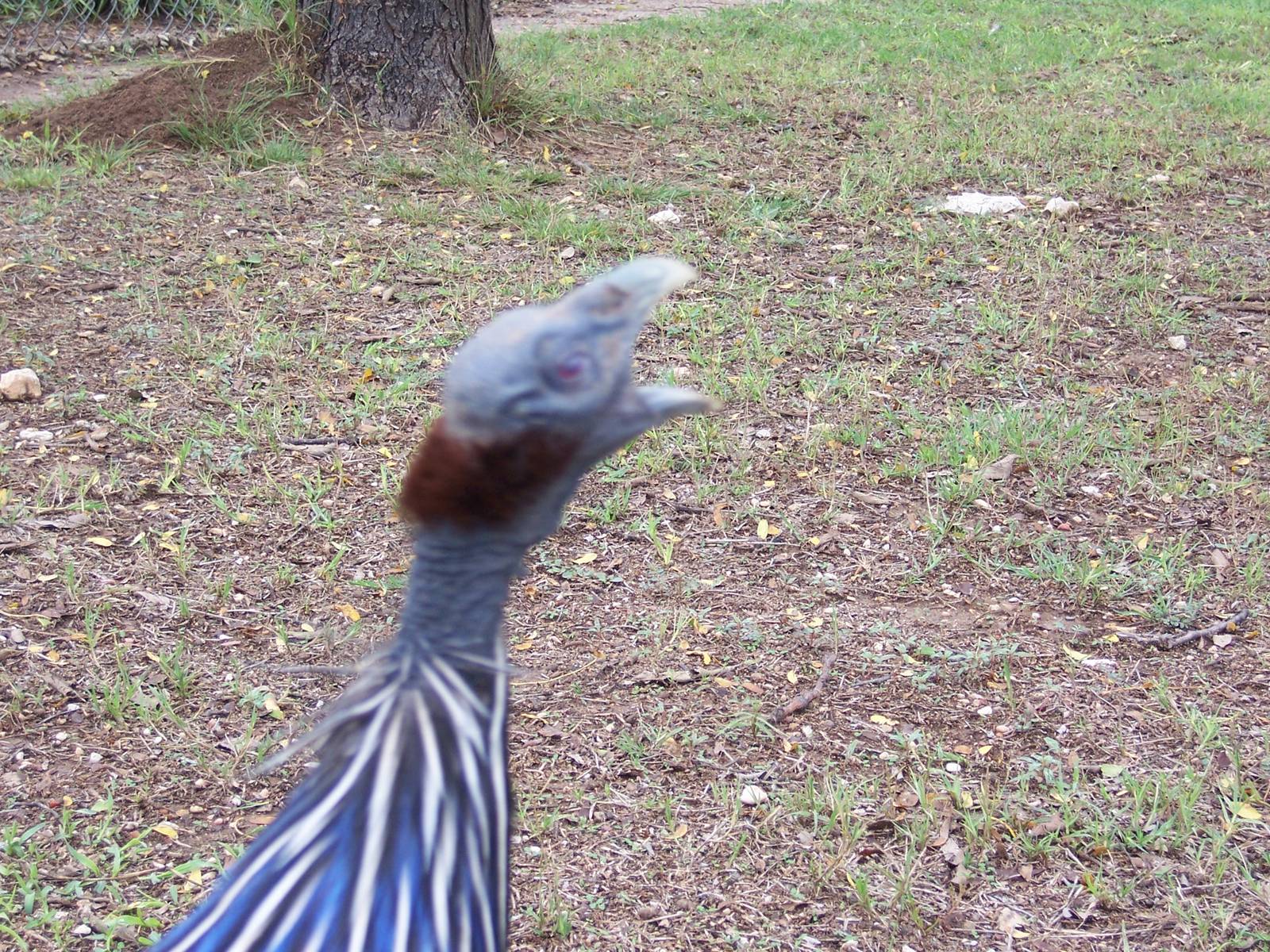 Vulturine Guinea Fowl