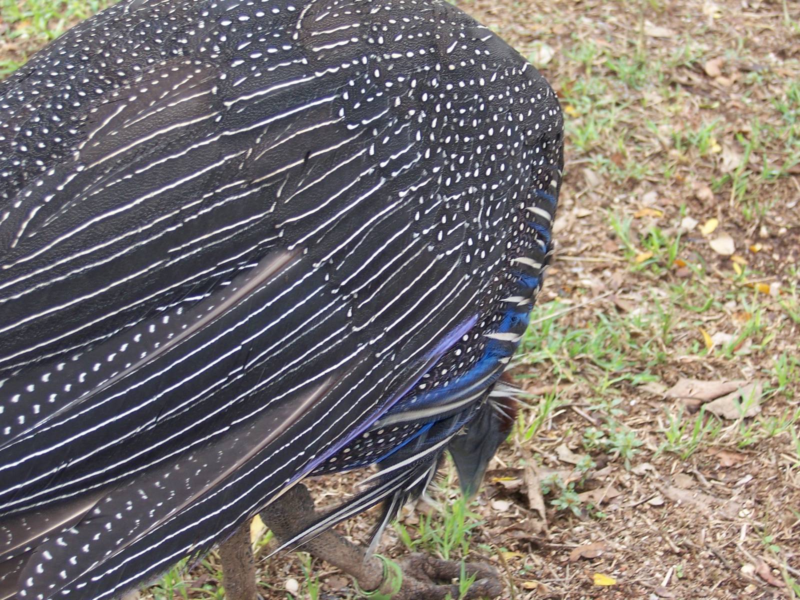 Vulturine Guinea Fowl