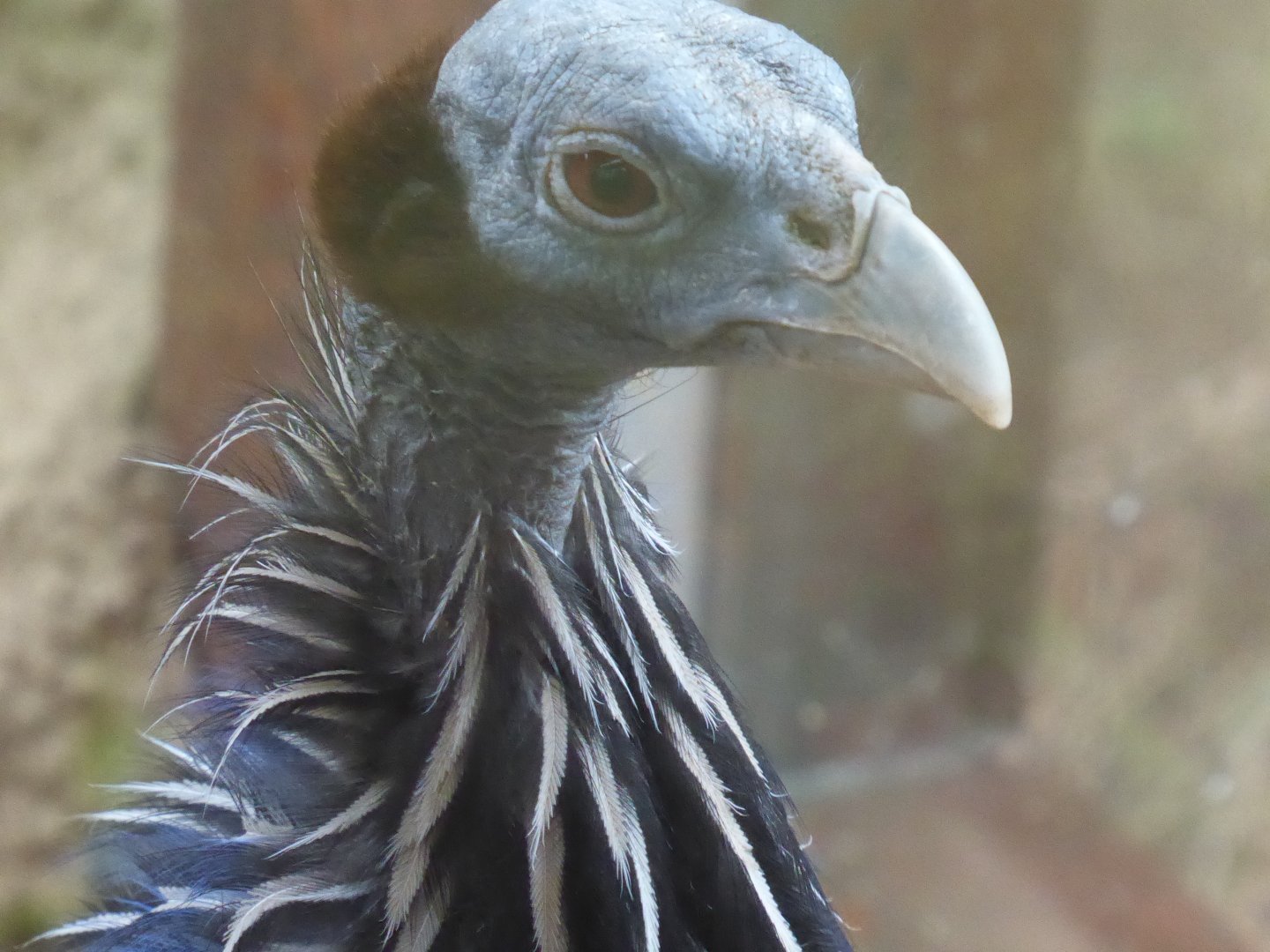 Vulturine guineafowl 040319