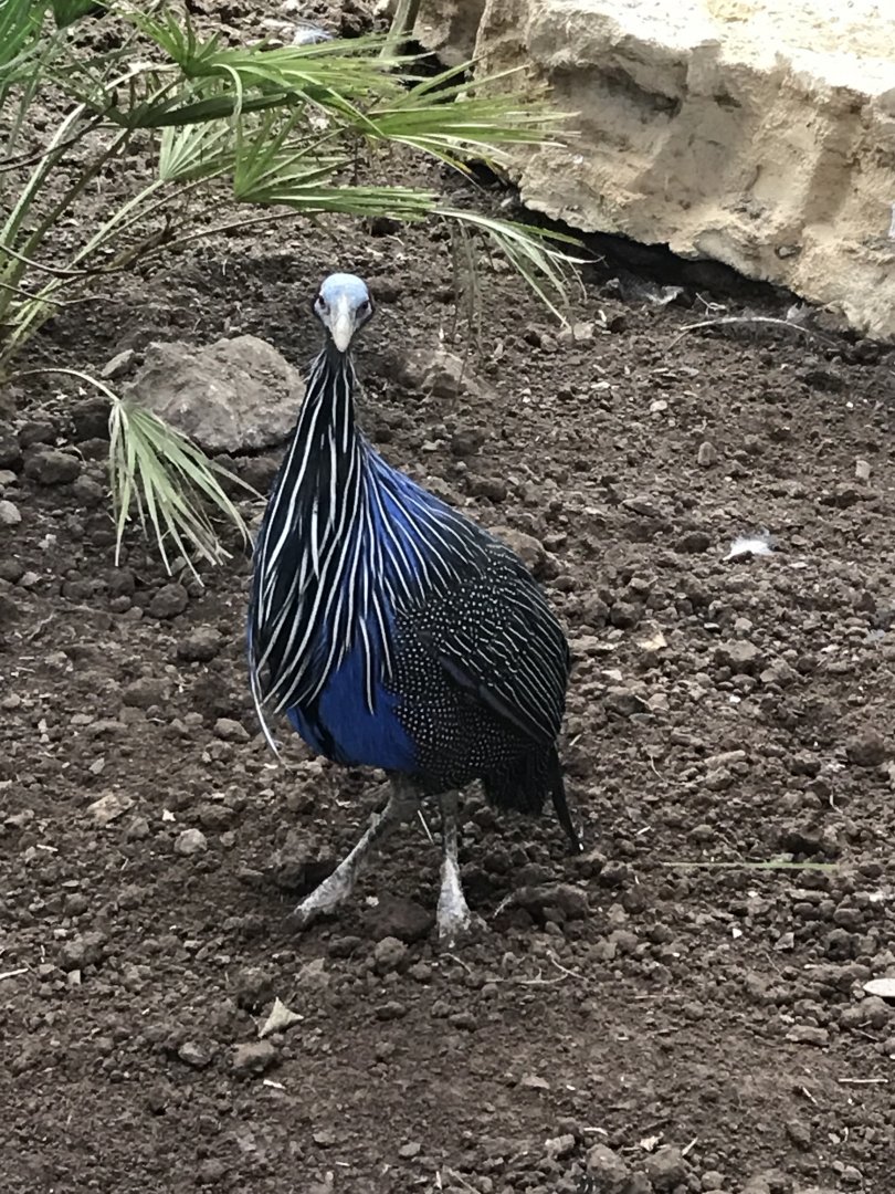 Vulturine guineafowl 150418