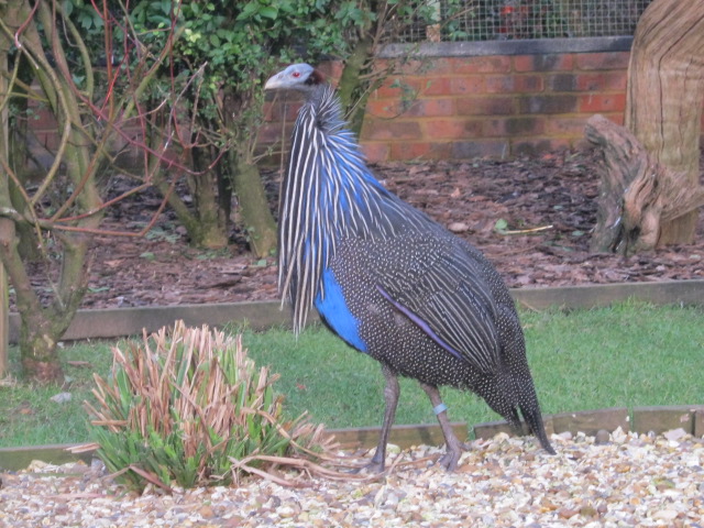 Vulturine Guineafowl 2015.