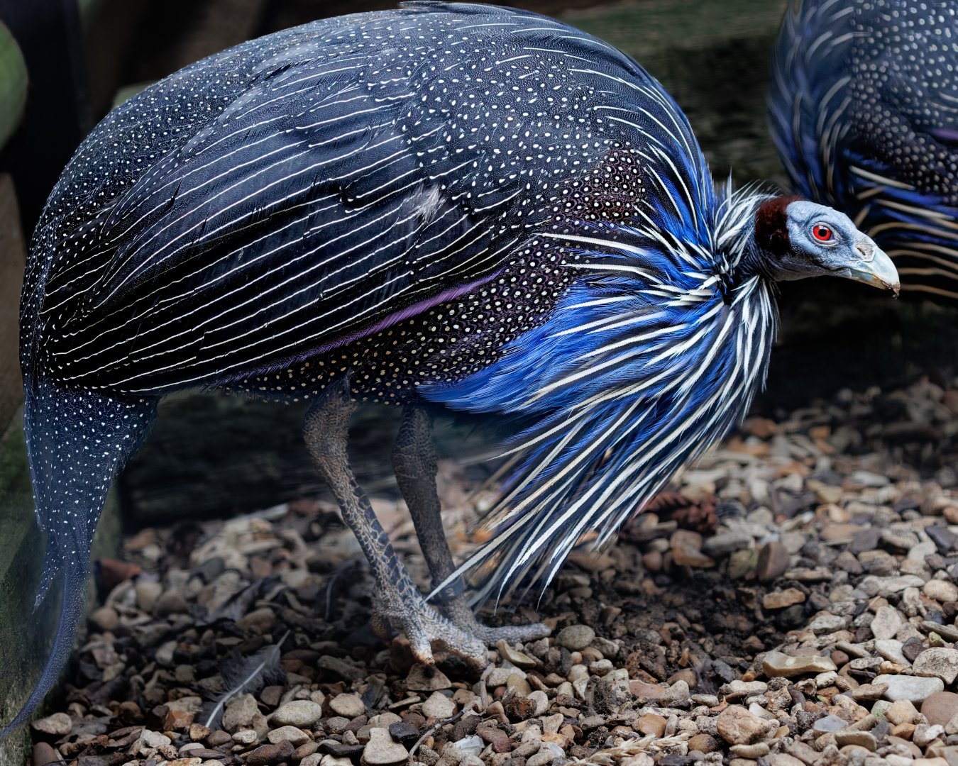 Vulturine guineafowl / 23-2-22