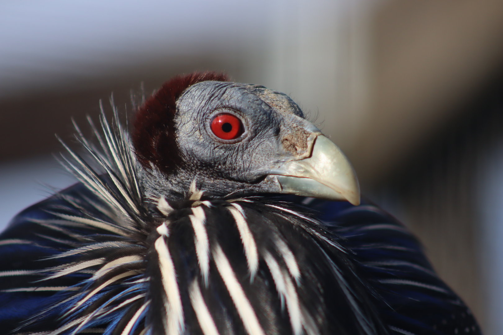Vulturine guineafowl - 8 November 2022