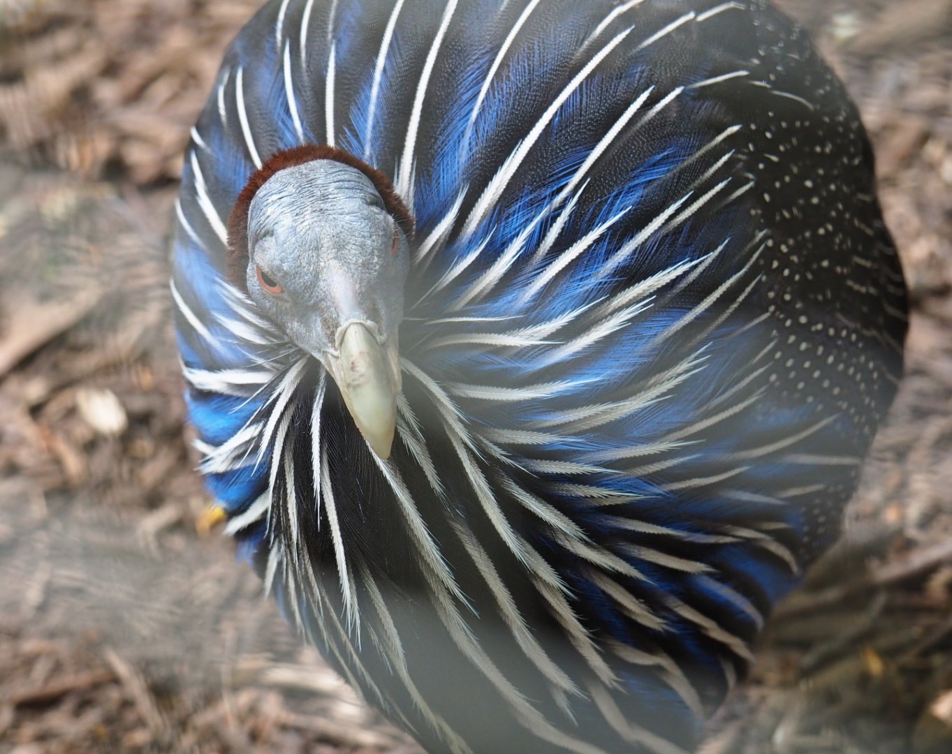 Vulturine guineafowl (Acryllium vulturinum), 2019-05-25