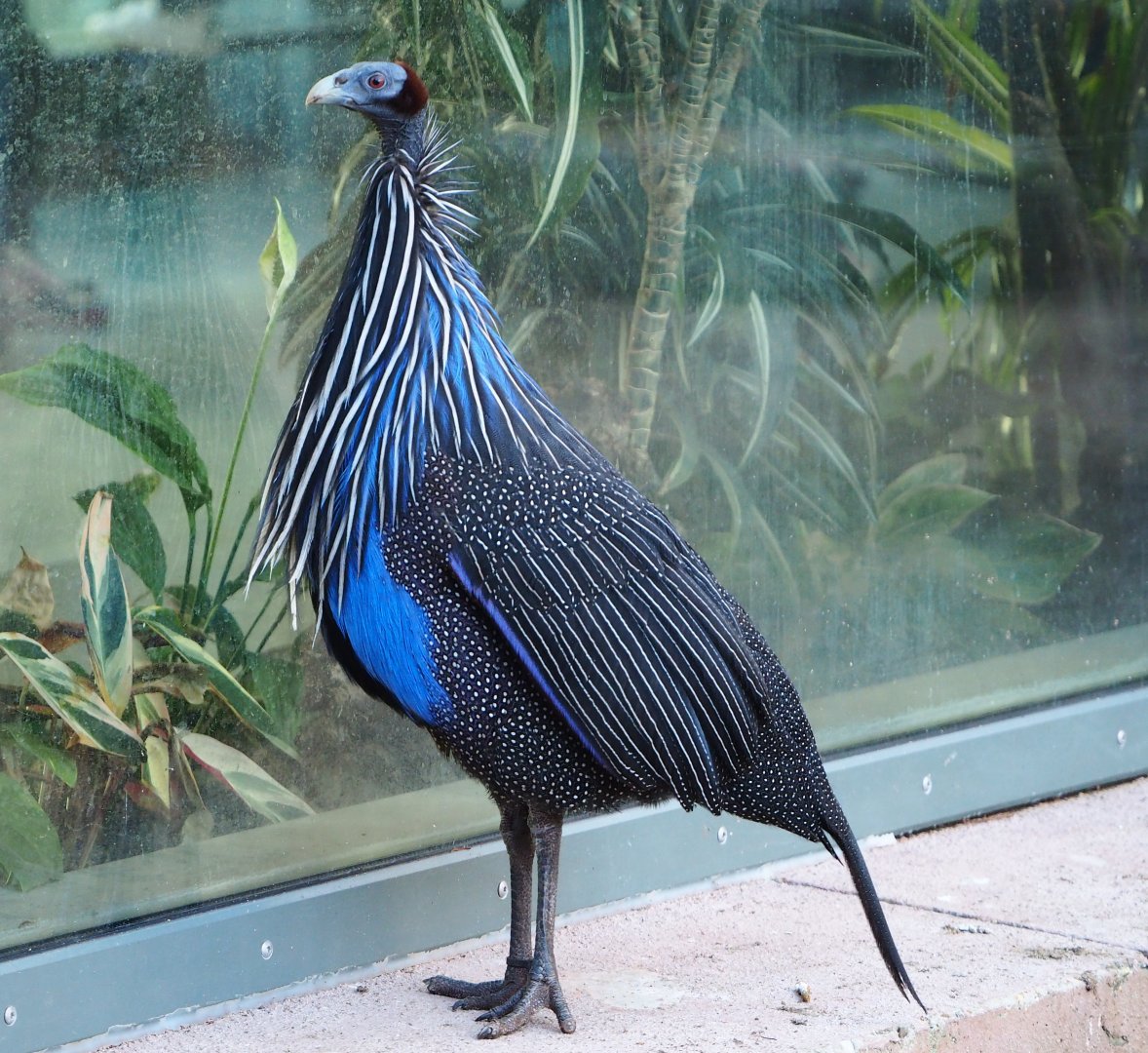 Vulturine guineafowl (Acryllium vulturinum), 2019-12-30