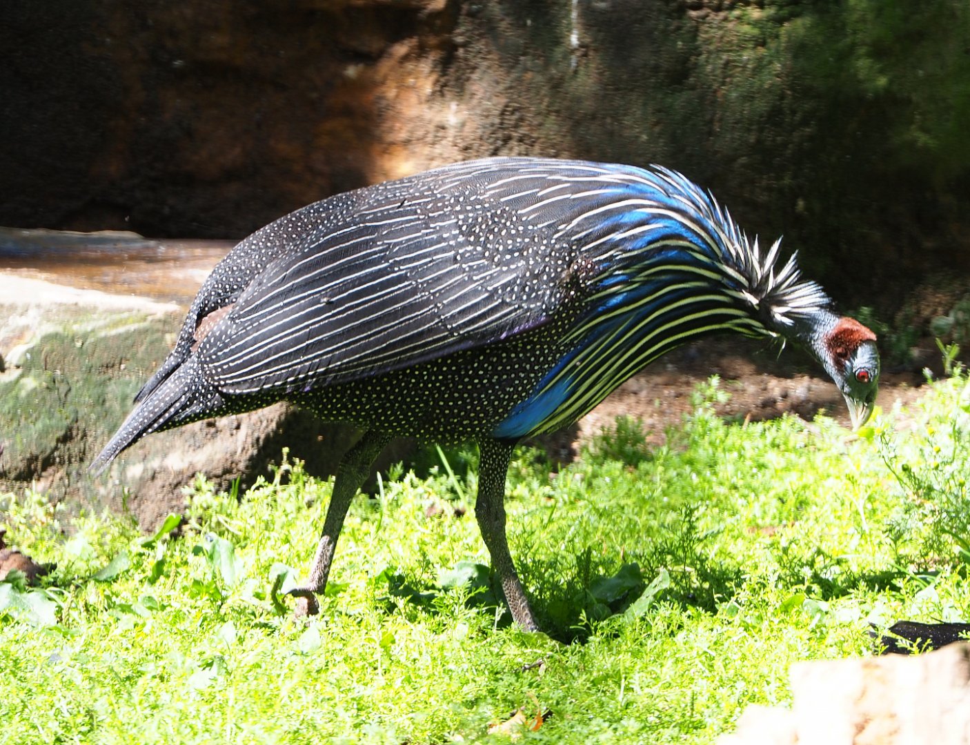 Vulturine guineafowl (Acryllium vulturinum), 2020-06-28