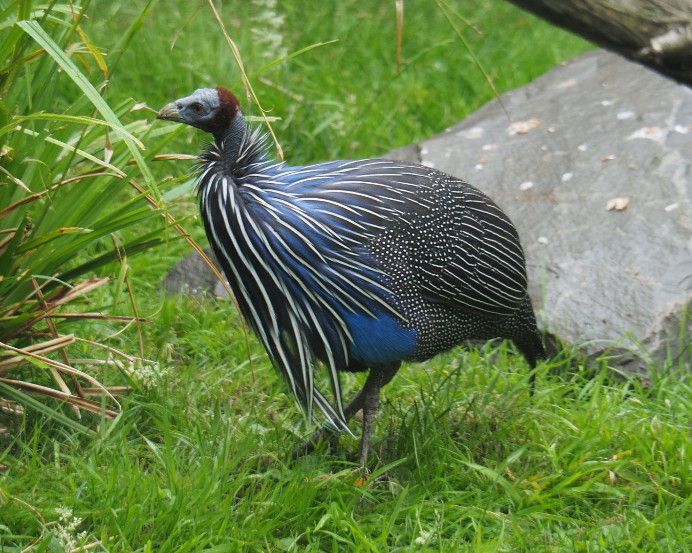 Vulturine guineafowl (Acryllium vulturinum), 2020-07-14