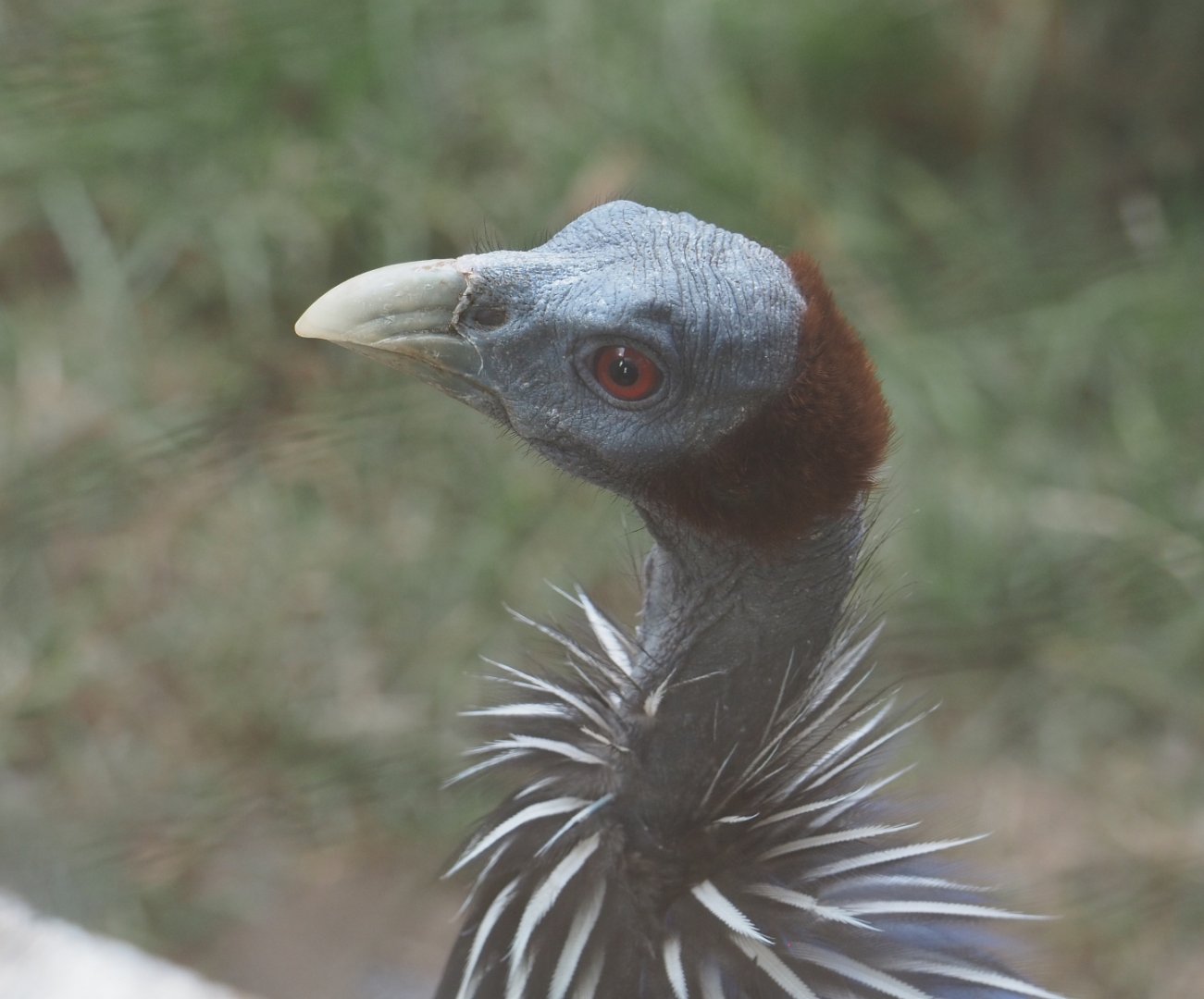 Vulturine guineafowl (Acryllium vulturinum), 2020-08-15