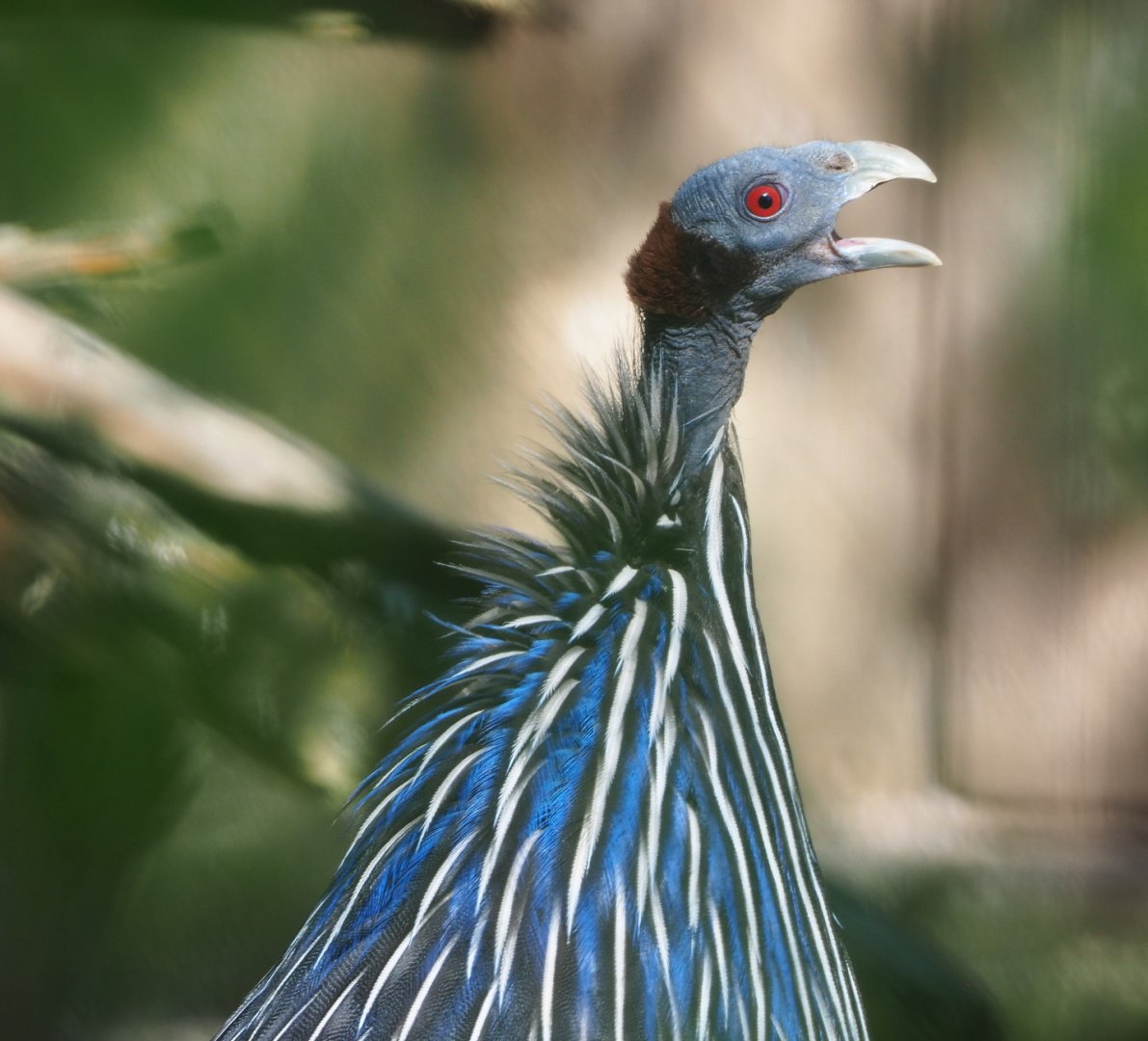 Vulturine guineafowl (Acryllium vulturinum), 2021-06-01
