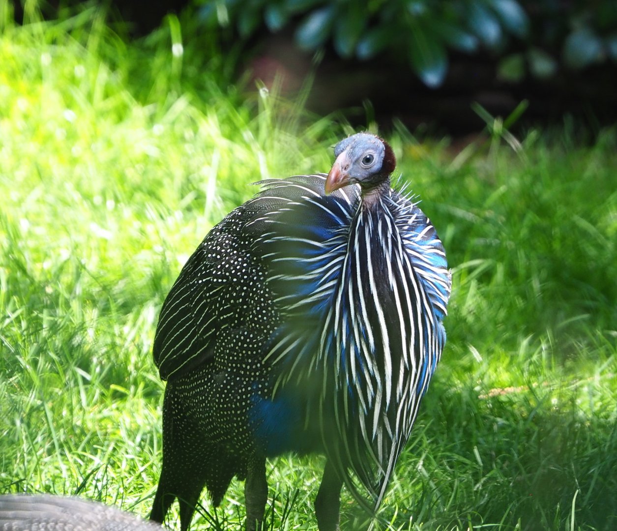 Vulturine guineafowl (Acryllium vulturinum), 2021-07-17