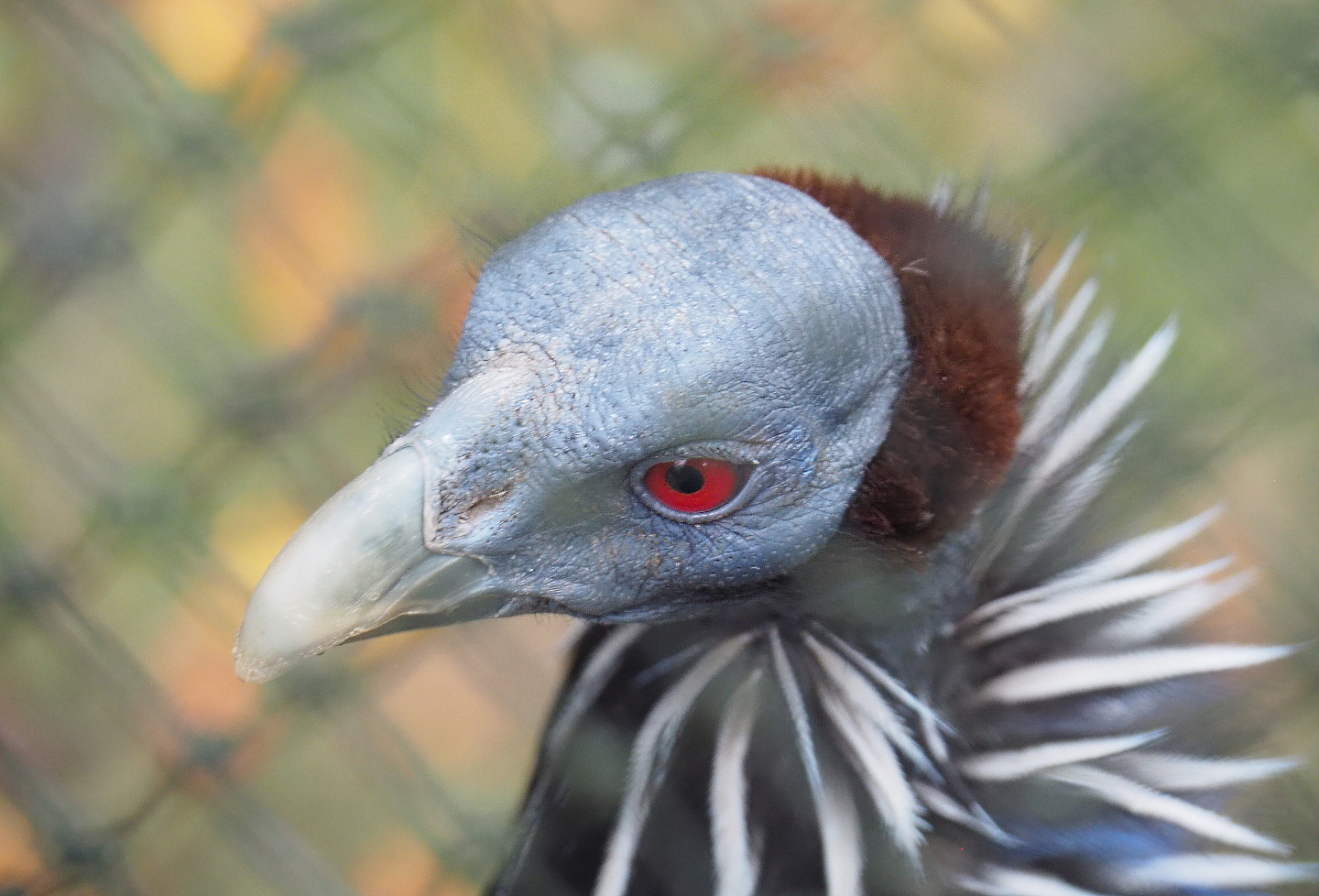 Vulturine guineafowl (Acryllium vulturinum), 2021-10-10