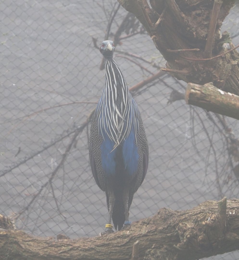 Vulturine guineafowl (Acryllium vulturinum), 2021-10-10