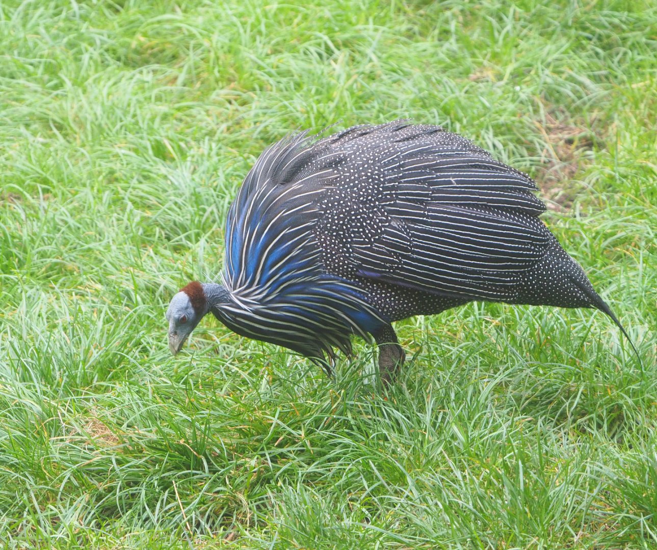 Vulturine guineafowl (Acryllium vulturinum), 2021-11-06