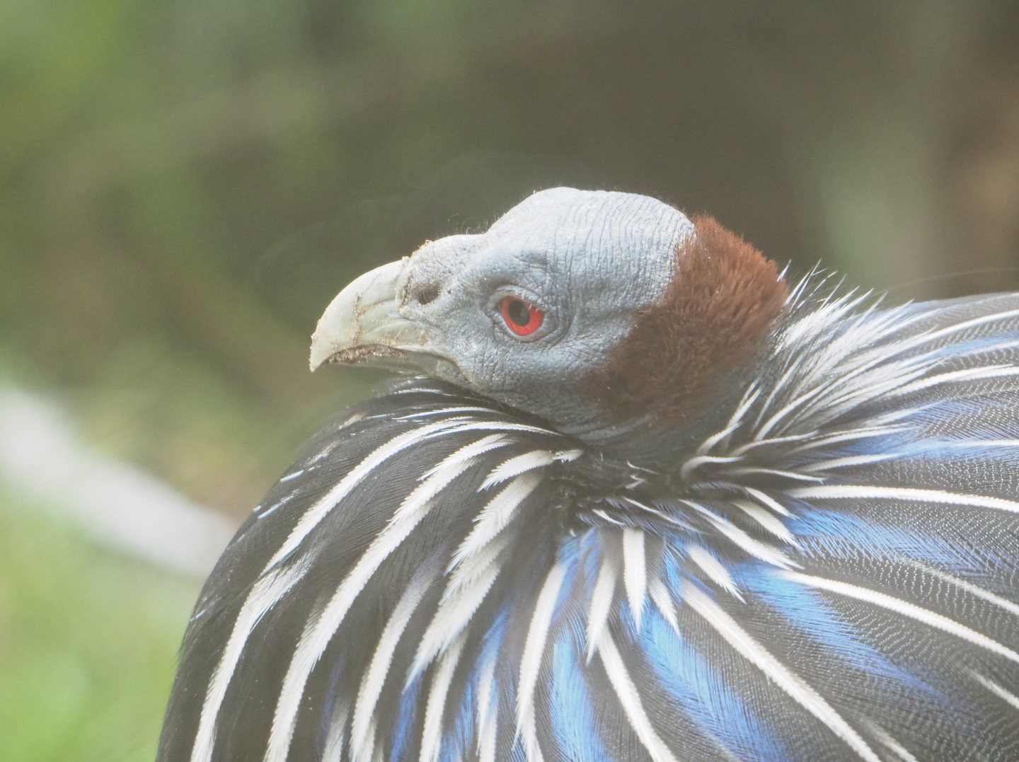 Vulturine guineafowl (Acryllium vulturinum), 2021-11-06