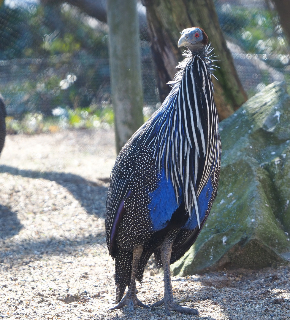 Vulturine guineafowl (Acryllium vulturinum), 2022-03-08