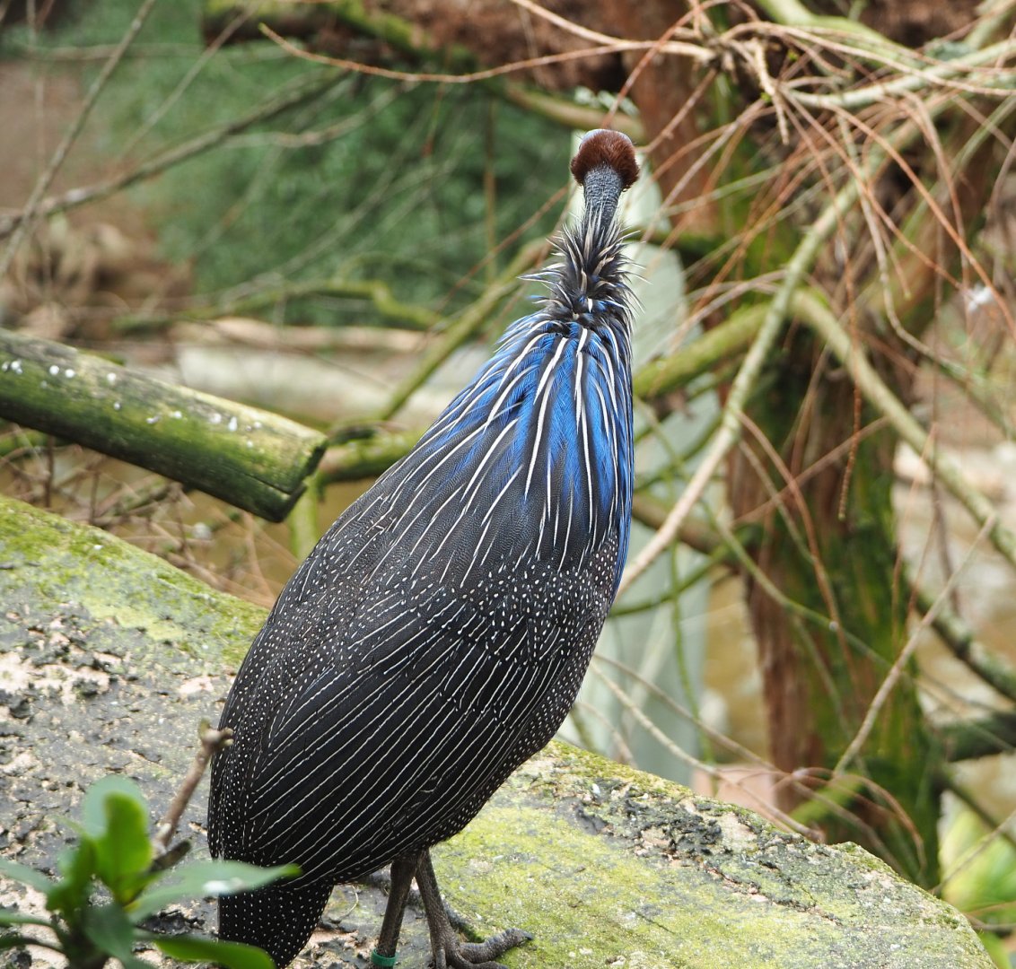 Vulturine guineafowl (Acryllium vulturinum), 2022-03-16