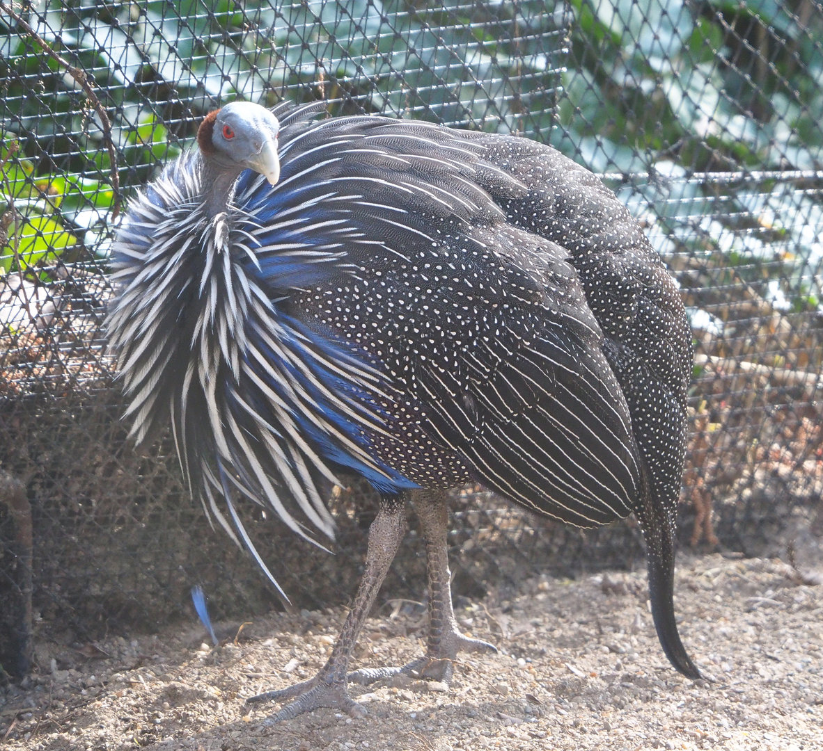 Vulturine guineafowl (Acryllium vulturinum), 2022-04-12