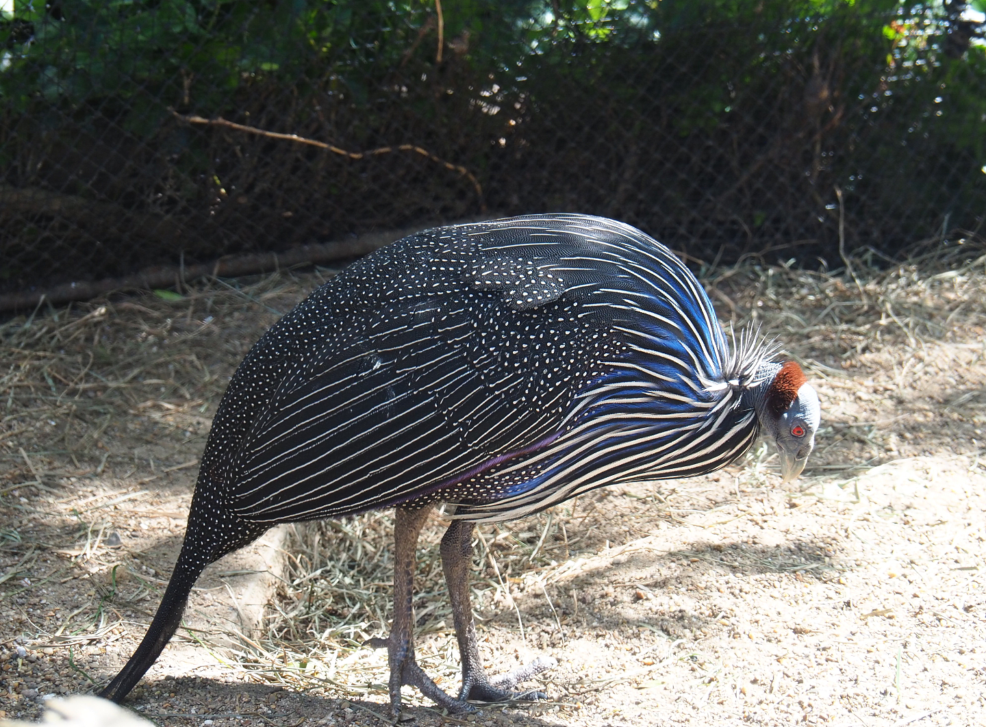 Vulturine guineafowl (Acryllium vulturinum), 2022-05-28
