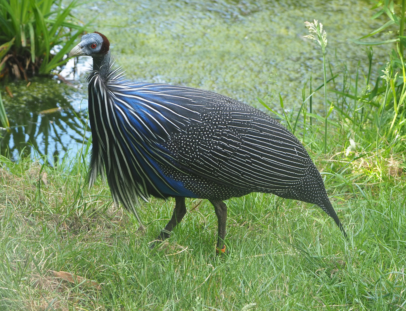 Vulturine guineafowl (Acryllium vulturinum), 2022-05-28