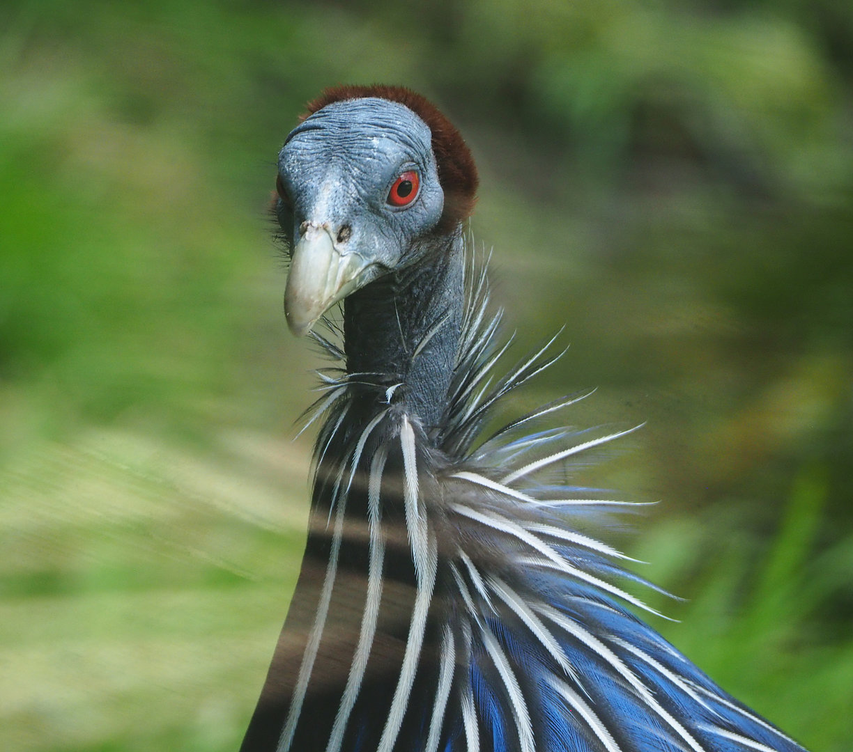 Vulturine guineafowl (Acryllium vulturinum), 2022-05-28