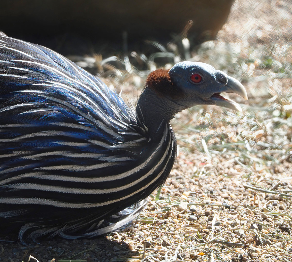 Vulturine guineafowl (Acryllium vulturinum), 2022-06-15