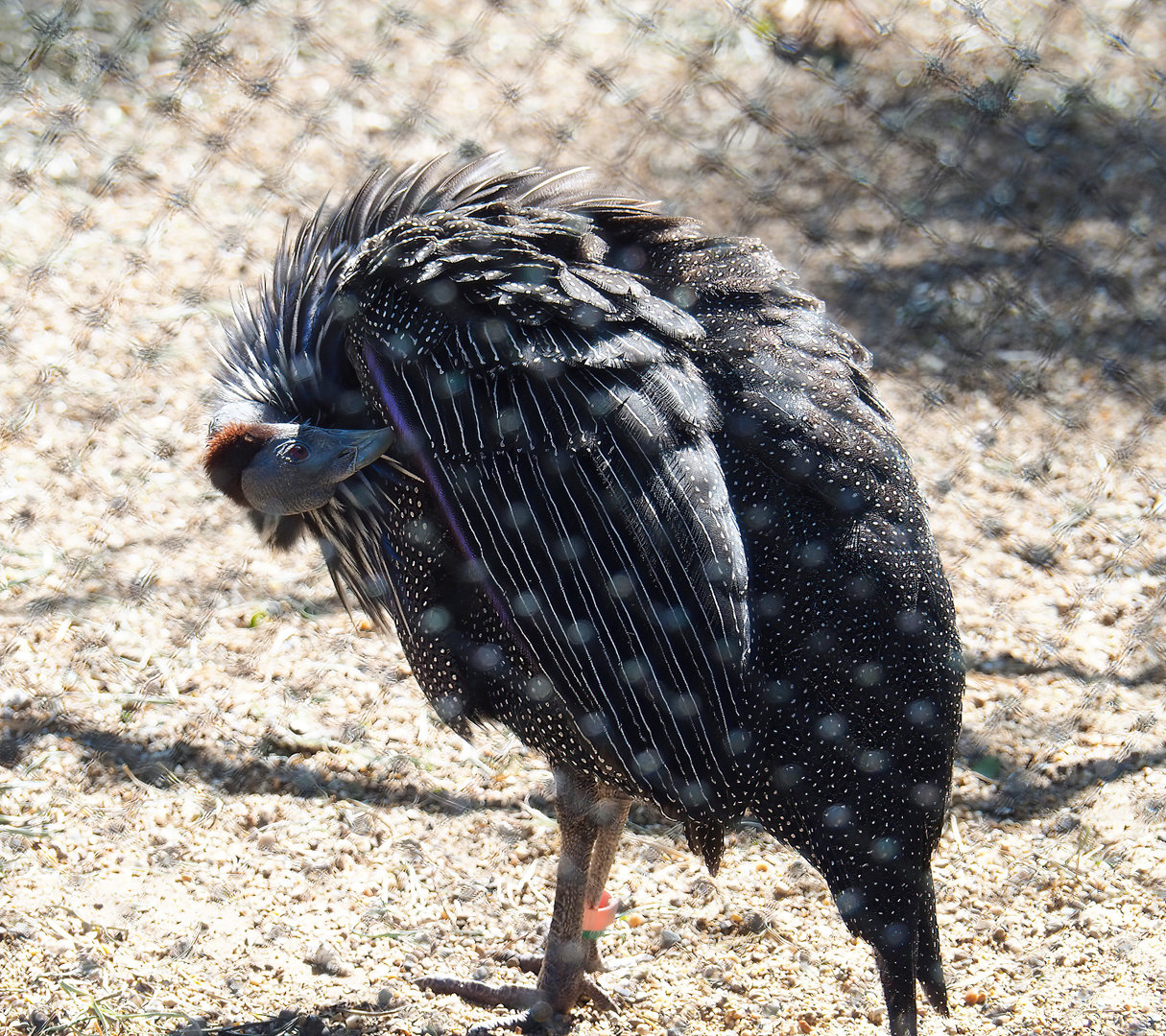 Vulturine guineafowl (Acryllium vulturinum), 2022-06-15