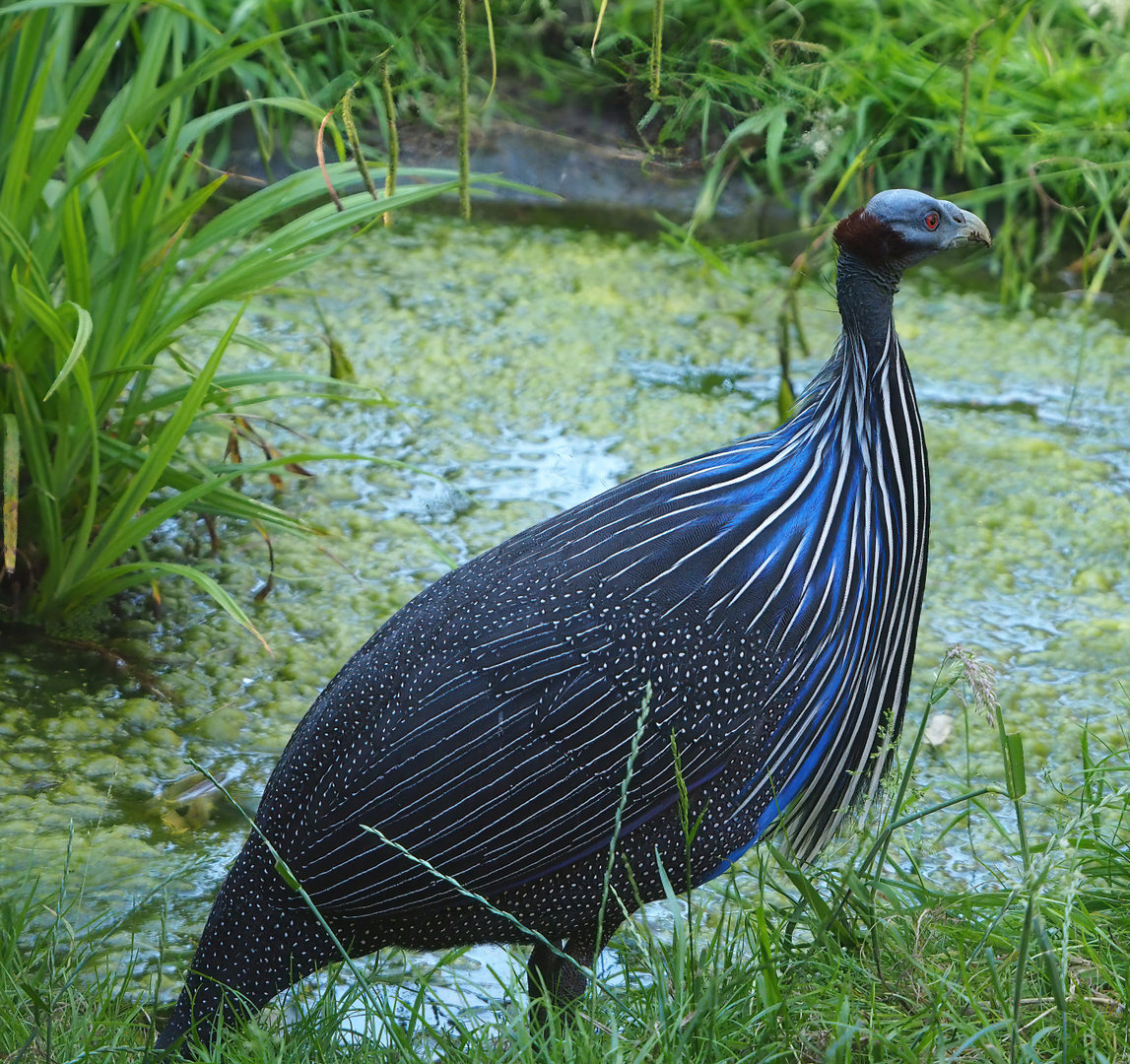 Vulturine guineafowl (Acryllium vulturinum), 2022-06-15