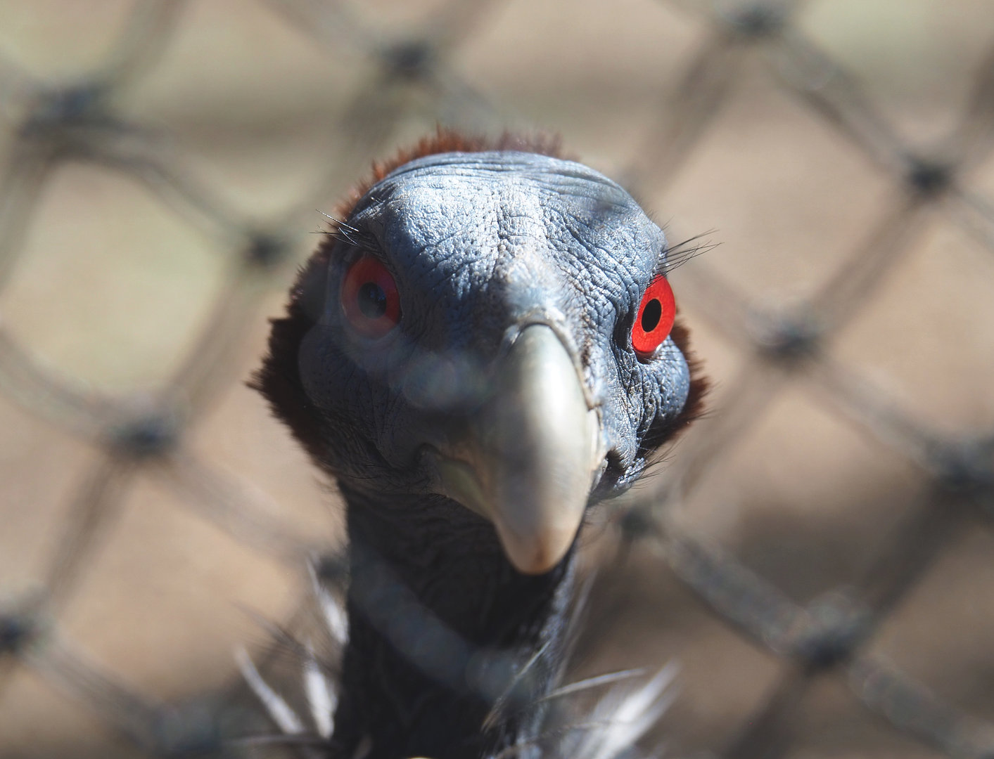 Vulturine guineafowl (Acryllium vulturinum), 2022-07-03