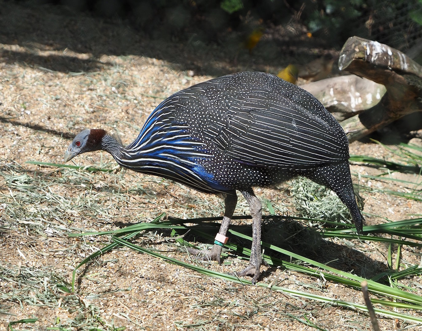 Vulturine guineafowl (Acryllium vulturinum), 2022-07-16