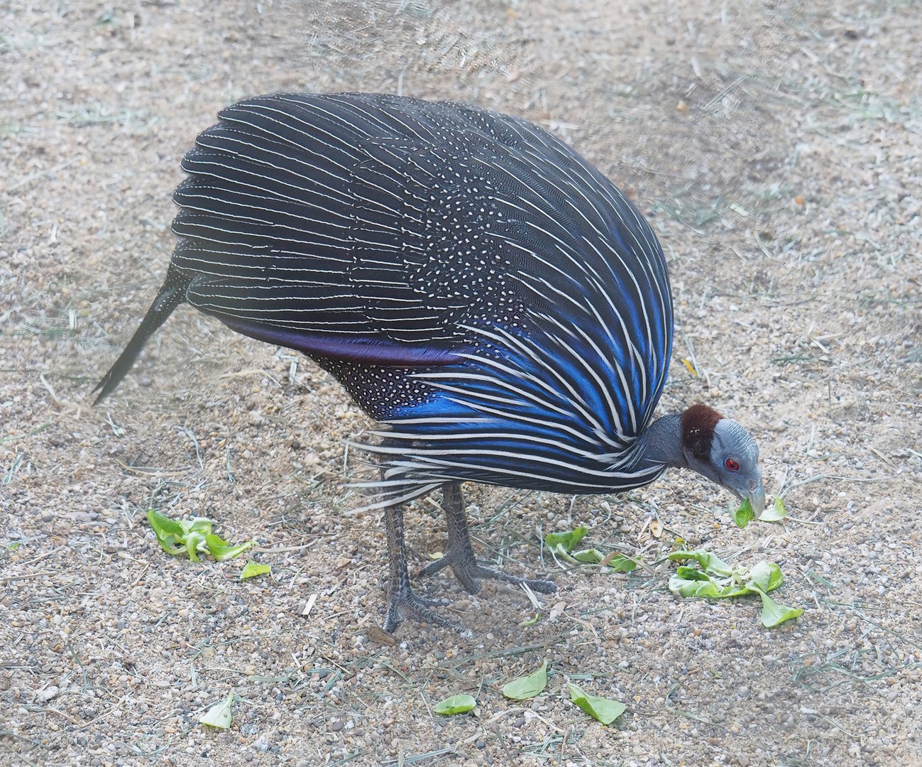Vulturine guineafowl (Acryllium vulturinum), 2022-08-07