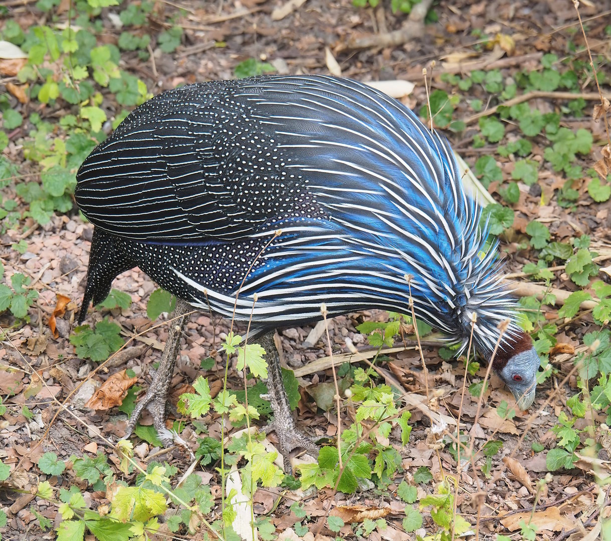 Vulturine guineafowl (Acryllium vulturinum), 2022-08-28