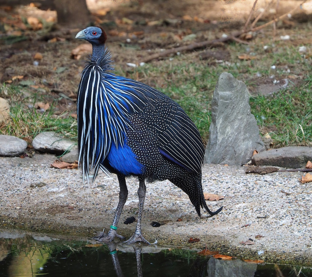 Vulturine guineafowl (Acryllium vulturinum), 2022-09-04