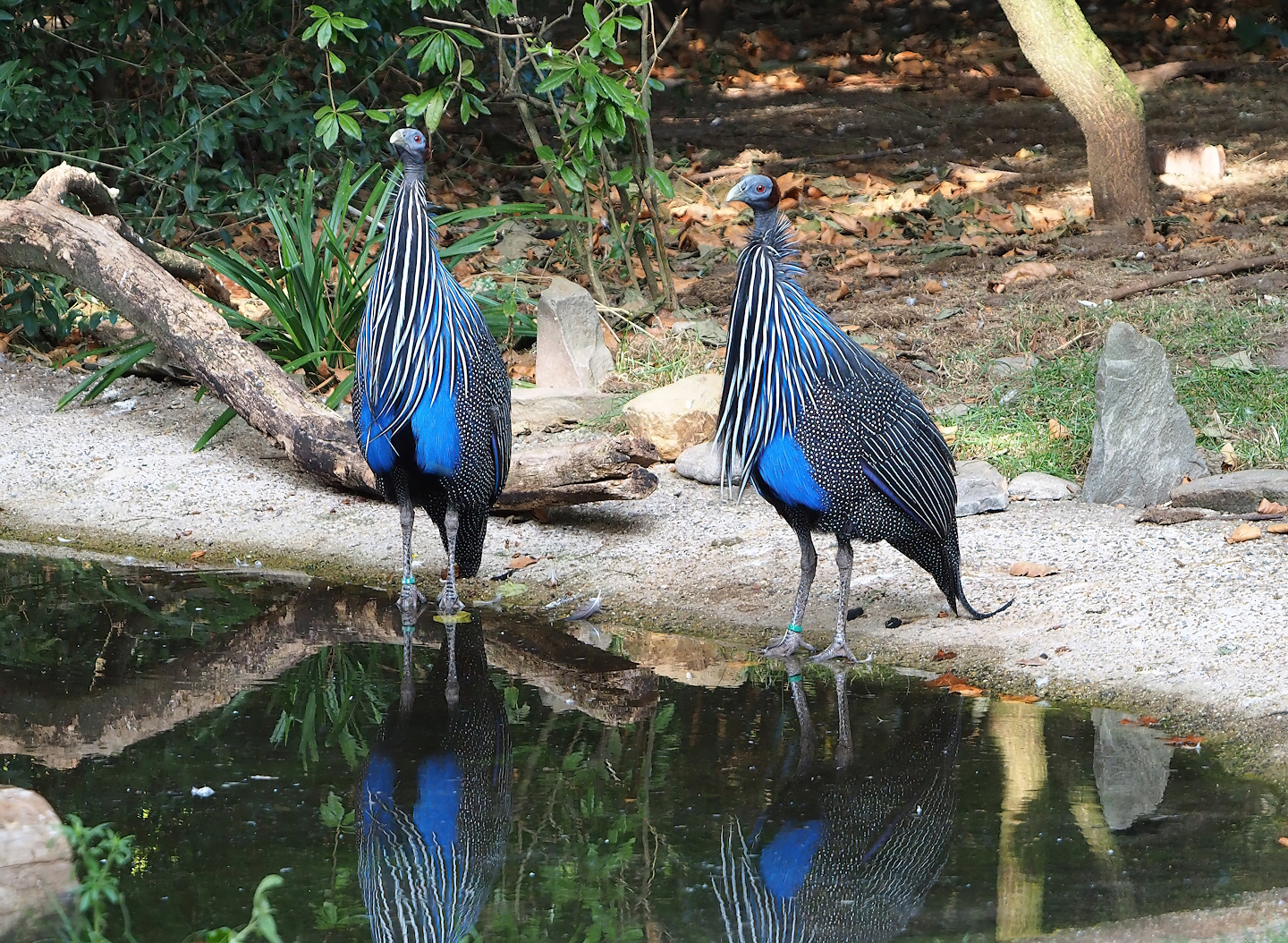 Vulturine guineafowl (Acryllium vulturinum), 2022-09-04