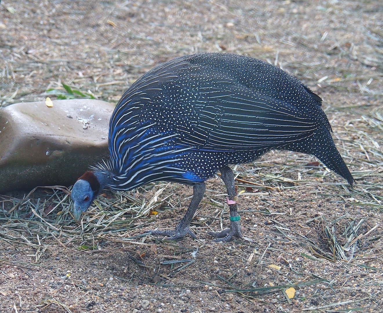 Vulturine guineafowl (Acryllium vulturinum), 2022-09-12