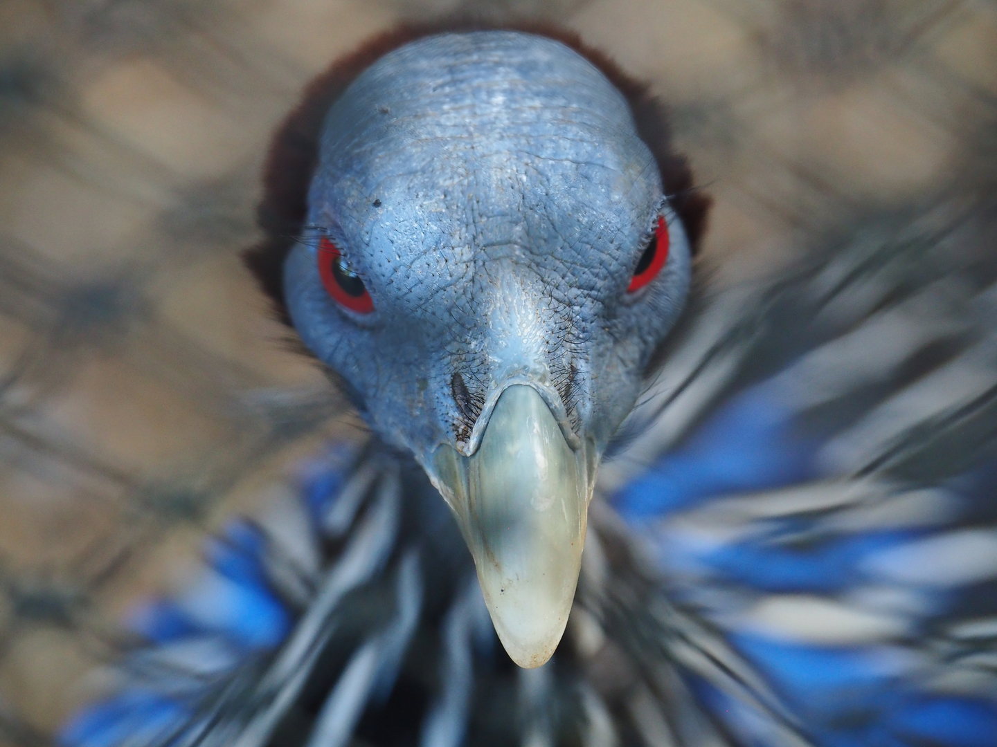 Vulturine guineafowl (Acryllium vulturinum), 2022-09-12